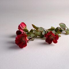 Sarev Wıld Rose Burgundy Çiçek Y65, .Kırmızı