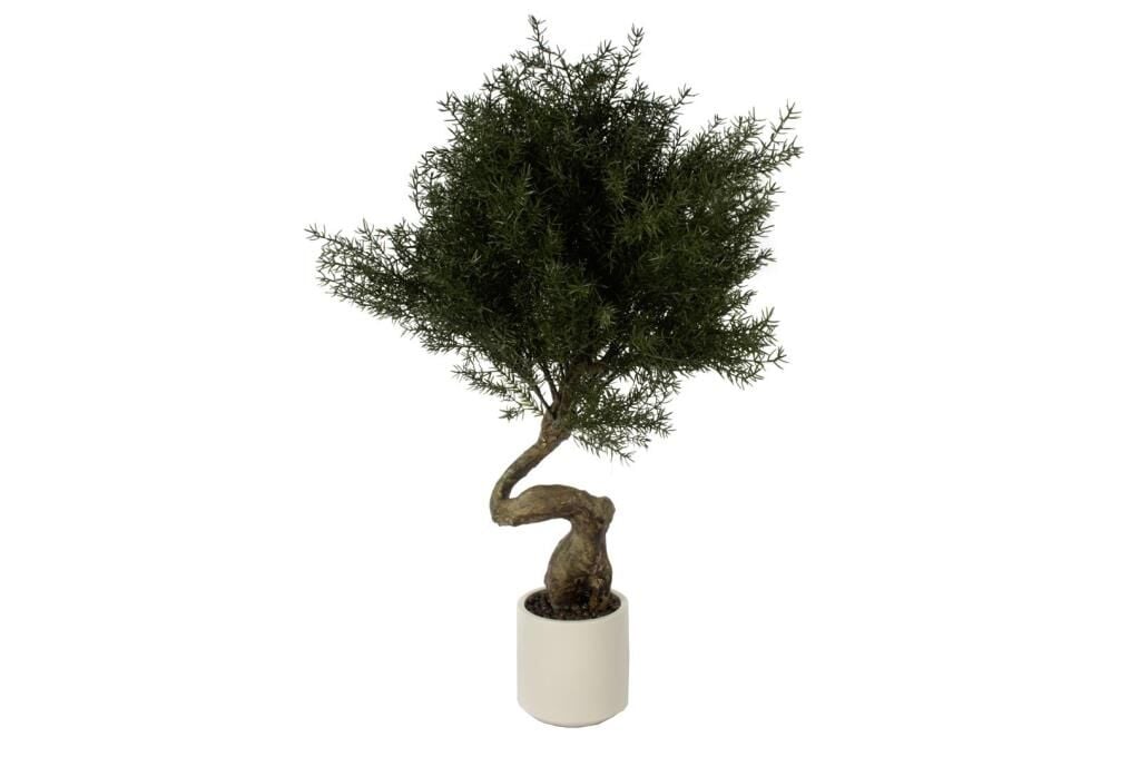 Mikasa Moor Cedar Tree Bonsai Ağaç 95cm
