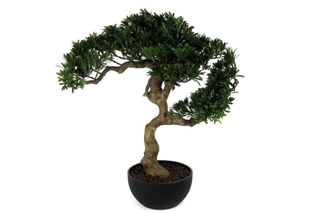Mikasa Moor Pine Tree Bonsai Ağaç 55cm