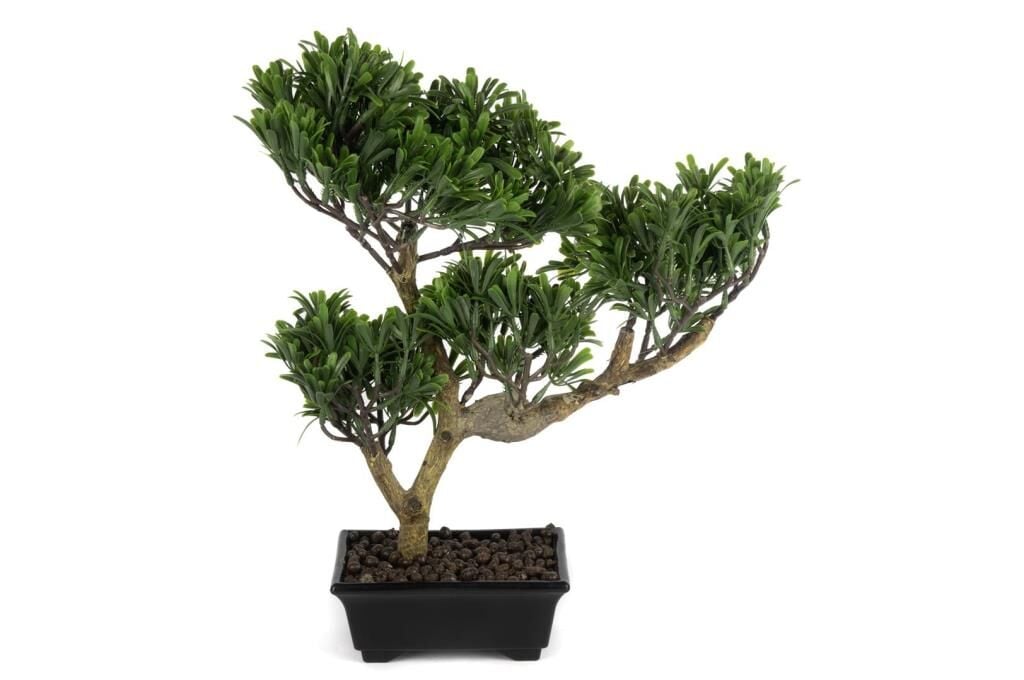 Mikasa Moor Pine Tree Bonsai Ağaç 40cm
