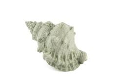 Mikasa Moor Deniz Salyangozu 17x12x10cm