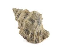Mikasa Moor Deniz Salyangozu 17x12x10cm