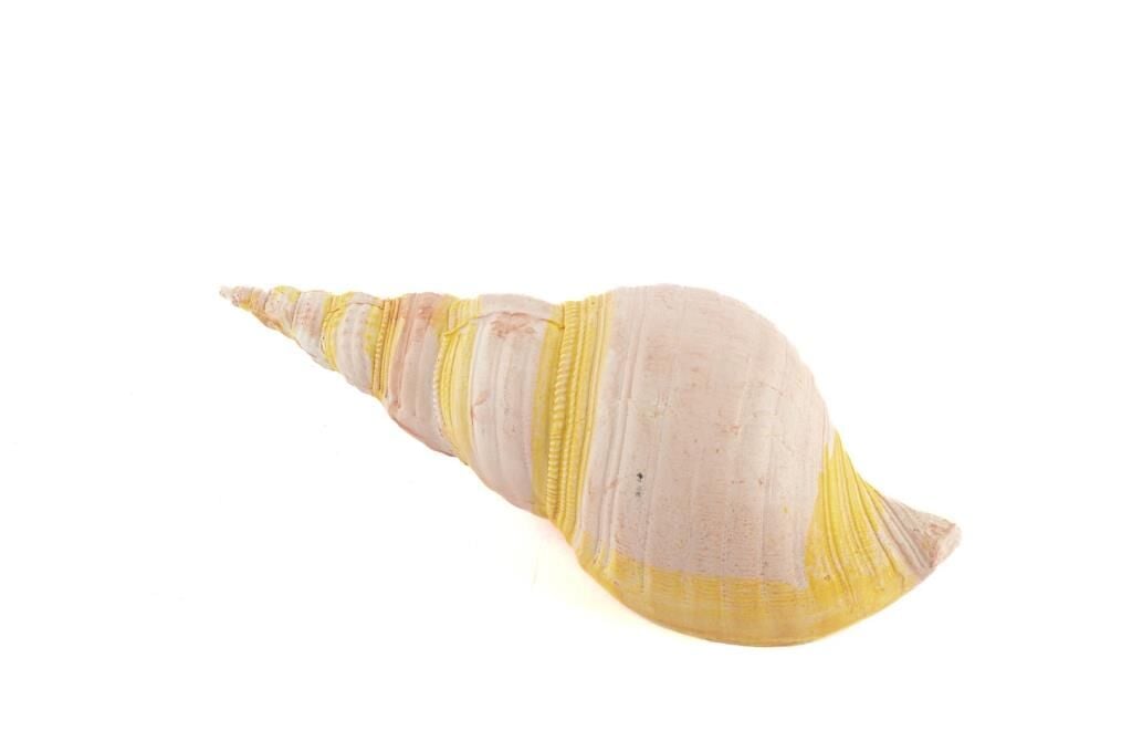 Mikasa Moor Pembe Deniz Kabuğu 21x7cm