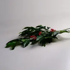 Sarev Ardısıa Çiçek Yeşil