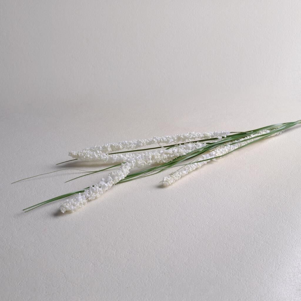 Sarev Astılbe Çiçek, Krem