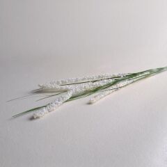 Sarev Astılbe Çiçek, Krem