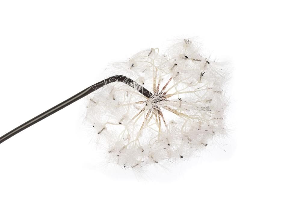 Mikasa Moor Karahindiba Pembe Yapay Çiçek 100cm