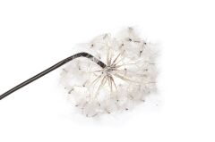 Mikasa Moor Karahindiba Pembe Yapay Çiçek 100cm