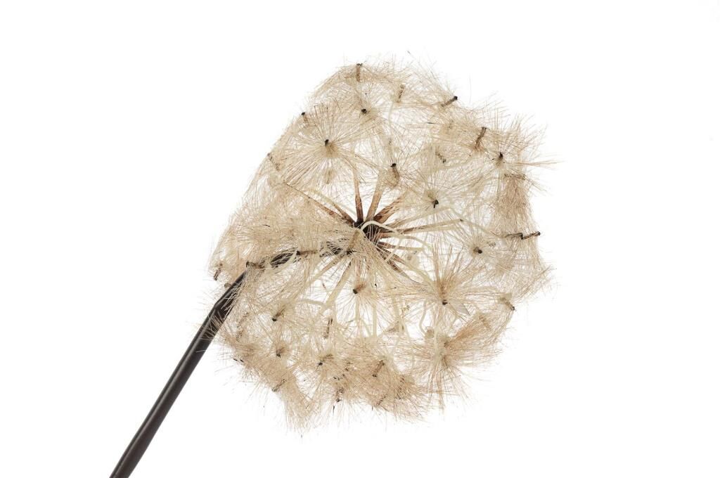 Mikasa Moor Karahindiba Gül Kurusu Yapay Çiçek 100cm