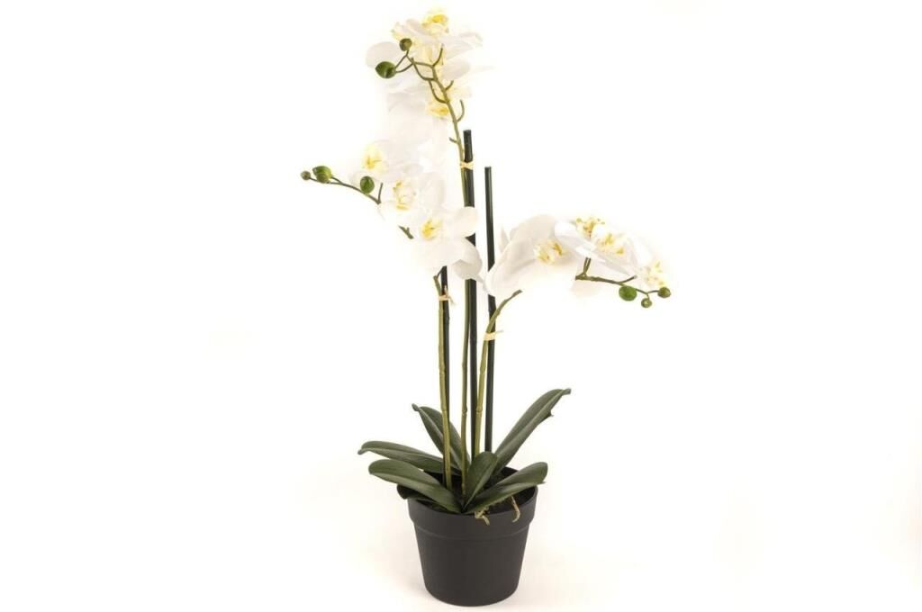 Mikasa Moor Beyaz 3lü Yapay Orkide 65cm